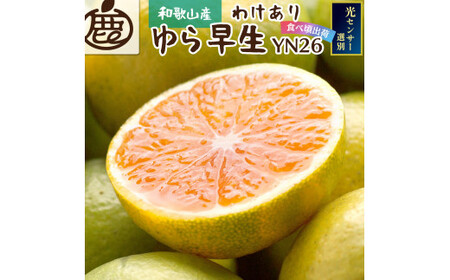 【先行予約】家庭用 極早生有田みかん10kg+250g（傷み補償分）※北海道・沖縄・離島への配送不可 / みかん 果物 柑橘 フルーツ ミカン 有田みかん【ikd211A】