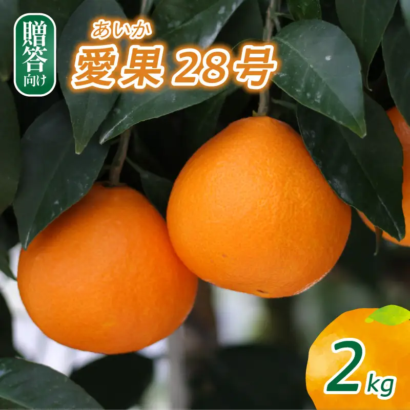 【紅まどんな と同品種】 愛果28号 贈答用 2kg | まどんな みかん【NO055】