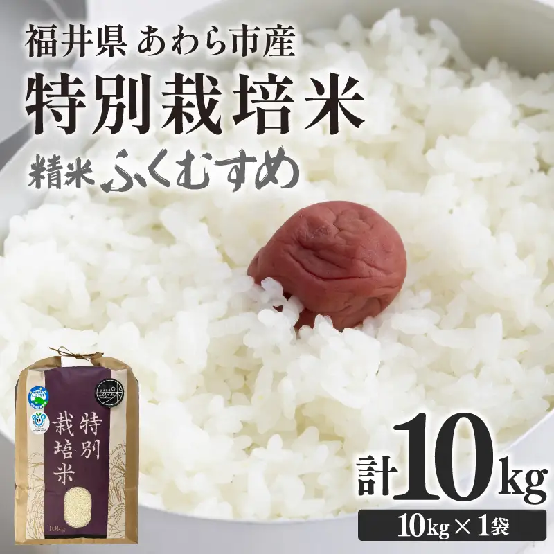 【令和7年産】化学肥料不使用 特別栽培米 ふくむすめ 精米 10kg × 1袋 / 白米 米 福井県あわら市産 美味しい 特別栽培米 減農薬 安心な米 旨味 甘み もっちり 冷蔵保管米 [aw010-a060]