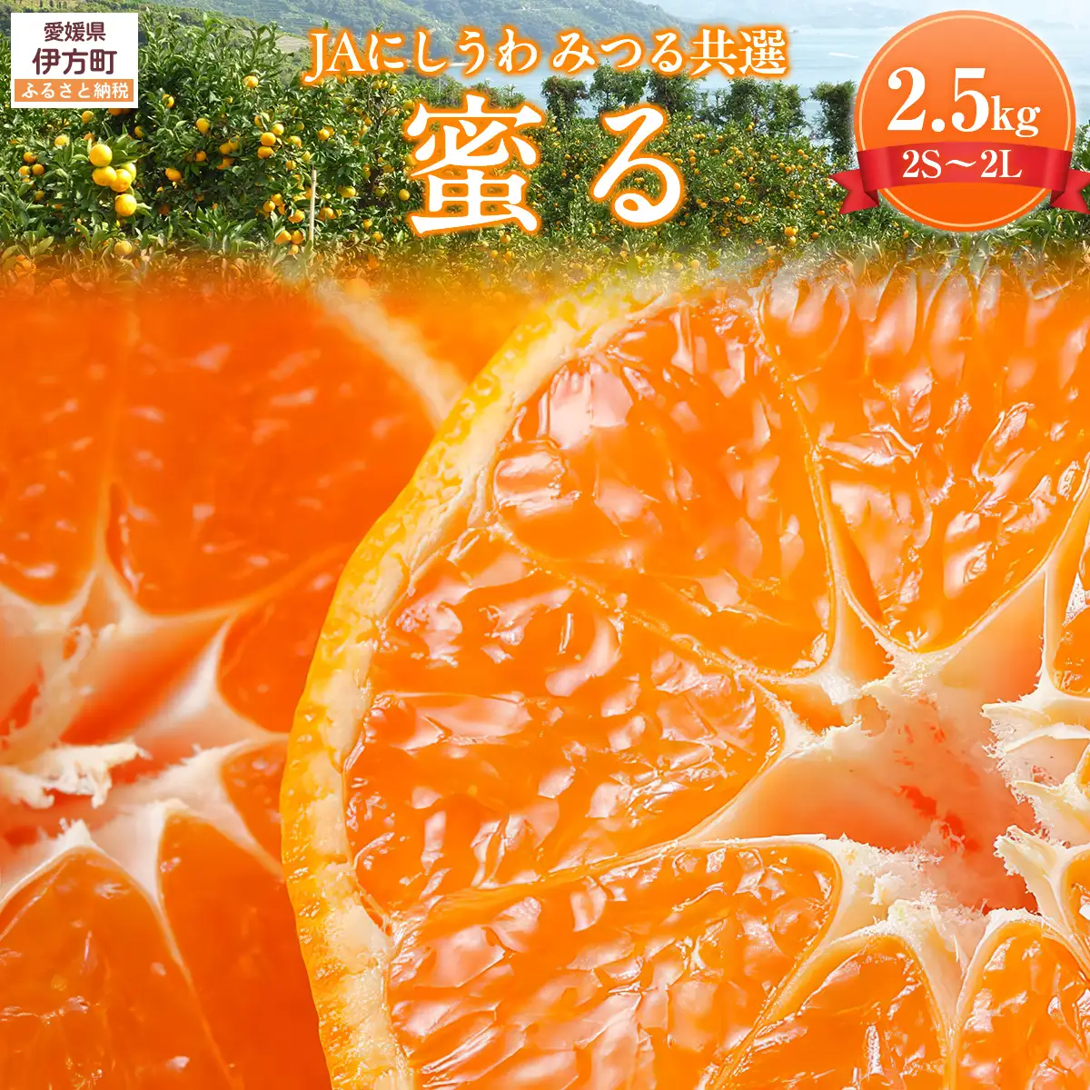 JAにしうわ みつる共選 「蜜る」2.5kg（2S～2L）※離島への配送不可（2026年11月中旬より順次発送予定） 【 柑橘 ミカン みかん 蜜る 生果 】 IKTBC003