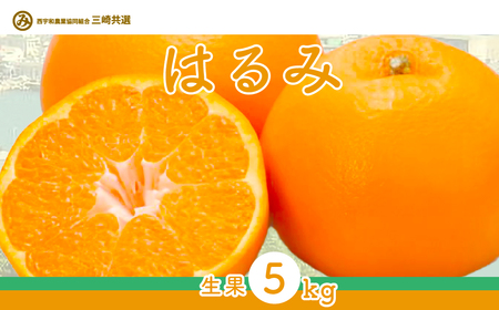 【先行予約】【数量限定】はるみ（生果5kg）※離島への配送不可（2027年1月下旬～2月上旬頃より順次発送予定） IKTBD009 | みかん みかん