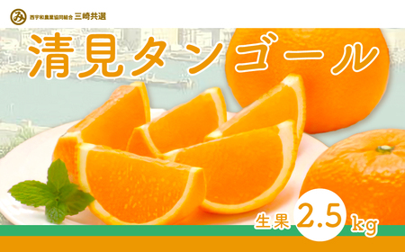 【先行予約】清見タンゴール（生果2.5kg）※離島への配送不可（2027年3月上旬～4月上旬頃より順次発送予定） IKTBD014