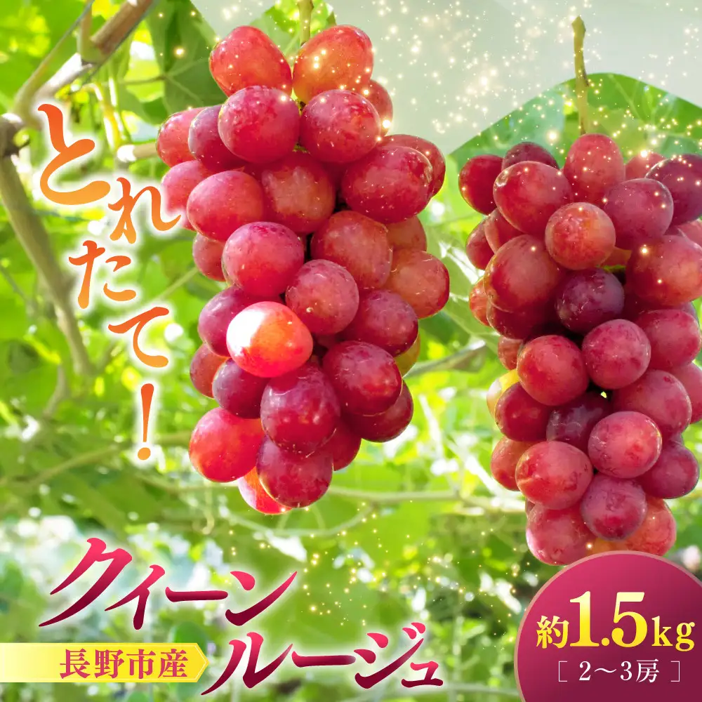 【2027年9月上旬～10月中旬発送　先行予約】クイーンルージュ(R)1.5kg　2-3房 | ぶどう フルーツ 果物 ぶどう