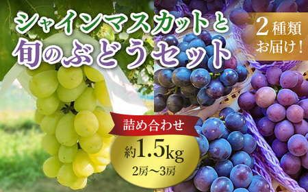 632 旬のぶどう詰め合わせ1.5kg(シャインマスカットと旬のぶどうセット) 先行予約 【奥谷農園】