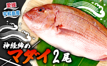 真鯛 2尾 宇和海産 神経締め こもこもShop 刺身 刺身 D024-186004
