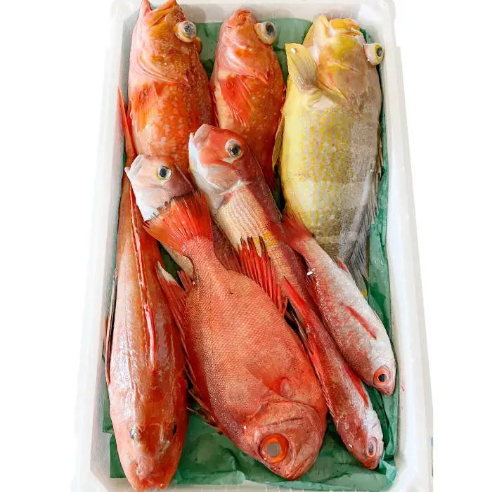 【12回定期便】大田市からお届け！旬のお魚セット【鮮魚 約5kg 定期便 12回 月1回 冷蔵 旬 魚 さかな 天然 天然魚 新鮮 地魚 産地直送 水揚げ次第発送 おまかせ セット 詰め合わせ お取り寄せ 大田市 和江漁港】