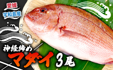 真鯛 3尾 宇和海産 神経締め こもこもShop お刺身 お刺身 D035-186005