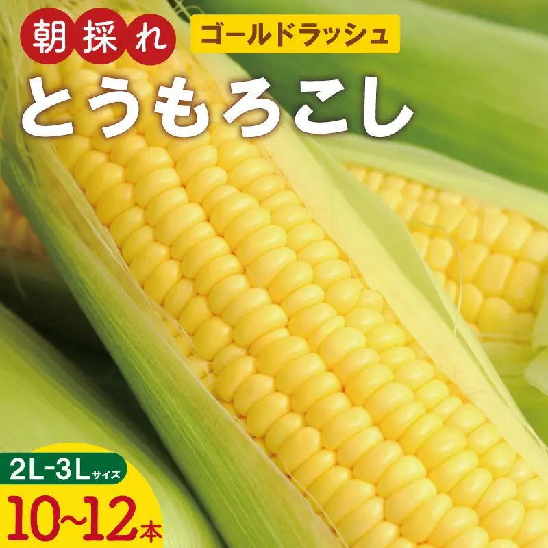 明和町産 朝採れ とうもろこし ゴールドラッシュ 10本～12本 BBQ 人気 トウモロコシ 生 野菜 新鮮 採れたて 産地直送 朝どれ 甘い 期間限定 国産 旬 夏野菜 きたむら