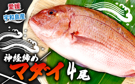 真鯛 4尾 宇和海産 神経締め こもこもShop お刺し身 お刺し身 D046-186006