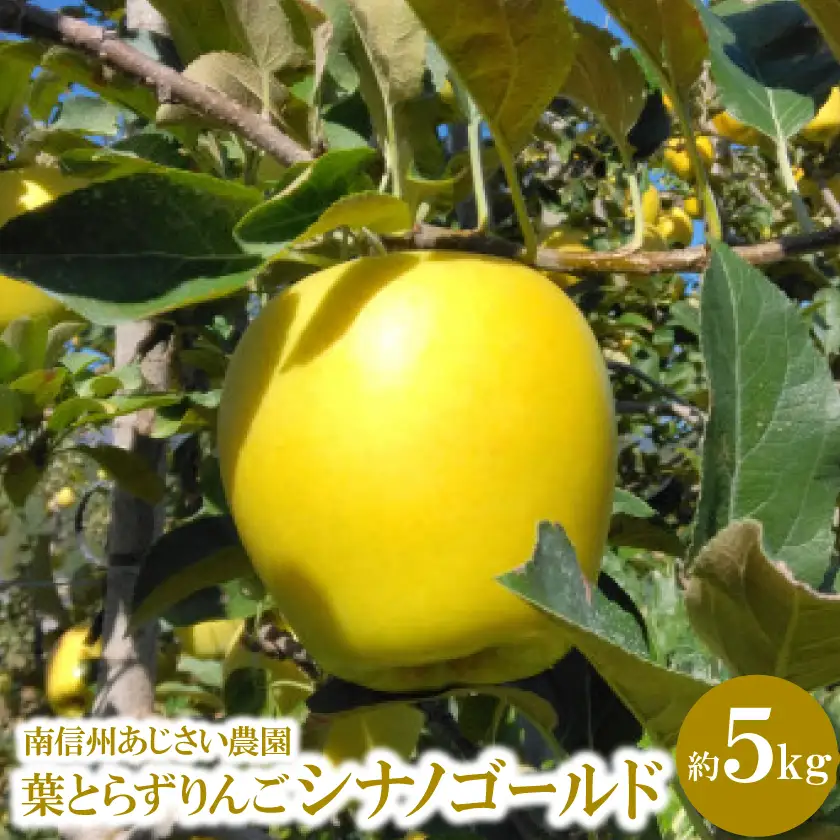葉とらずりんご　シナノゴールド　約5kg【1593257】