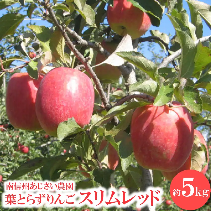 葉とらずりんご　スリムレッド　約5kg【1593259】