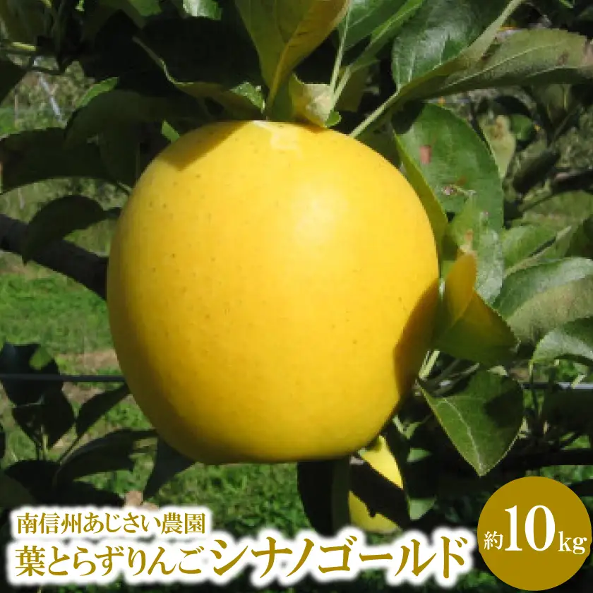 葉とらずりんご　シナノゴールド　約10kg【1594097】