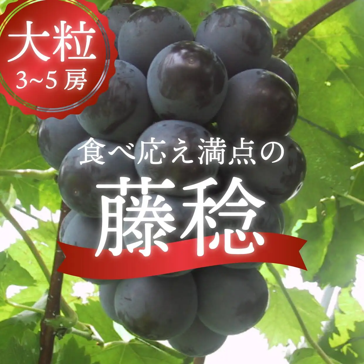 大粒で食べ応え満点！ 藤稔の上級品 3-5房入 計2.0kg～ (岡山県産) 【KF-B002-02】