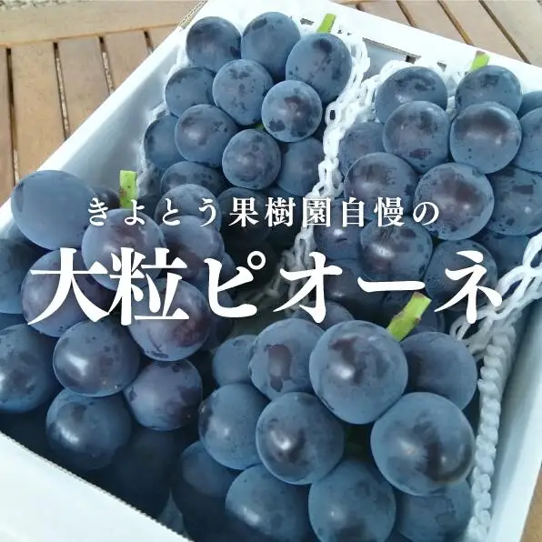 【特選品】 ピオーネ 3-5房/計2.0kg～ 種なし (岡山県産)【KF-B007-02】 13,500円