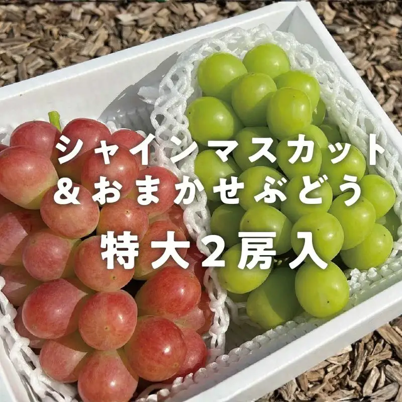 シャインマスカット 岡山県産シャインマスカット&おまかせぶどう特大2房計1.3kg～ 【KF-B022-02】