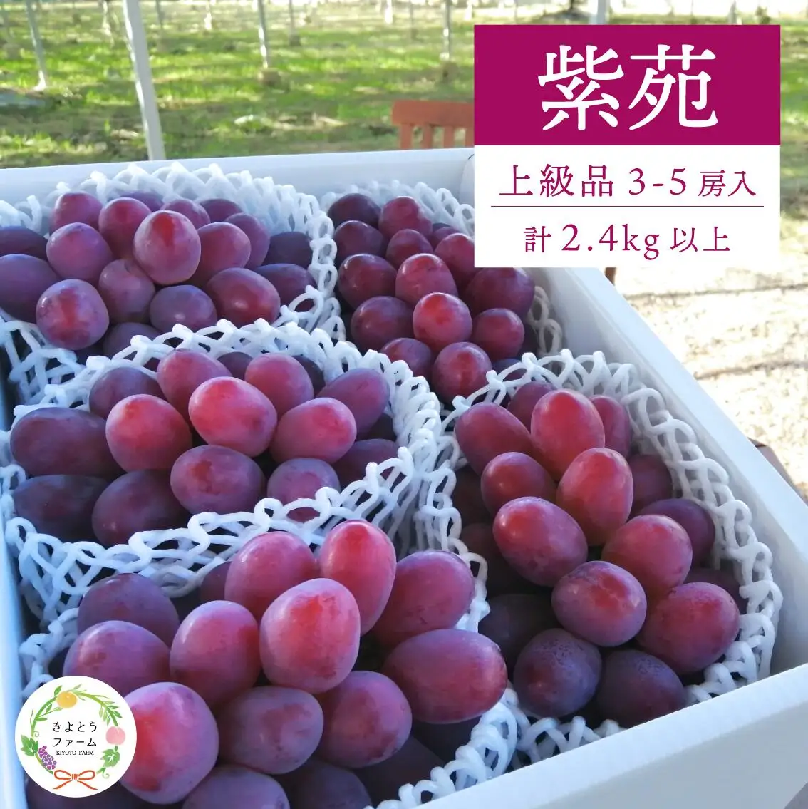 ぶどう 岡山県産 特選ぶどう紫苑3-5房2.4kg～ 【KF-B046-03】
