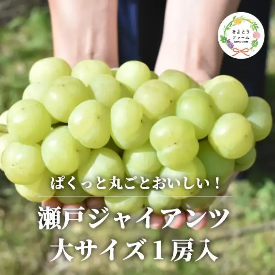 岡山県産 瀬戸ジャイアンツ 特大１房 700g以上 【KF-B055-03】