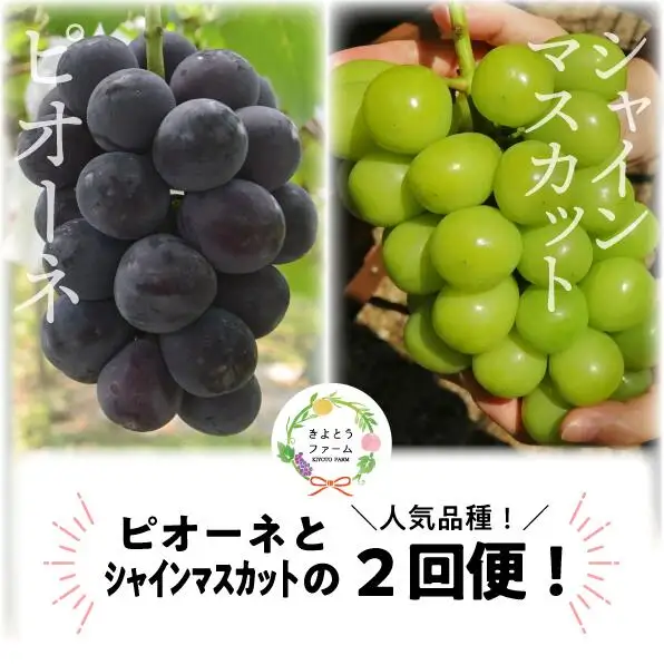 ピオーネとシャインマスカットのずっしり特大2房が届く2回便！ (定期便)(岡山県産)【KF-T040-03】