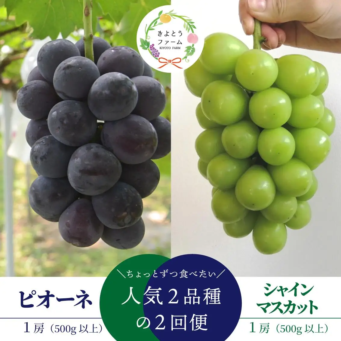 【２回定期便】 ぶどう 岡山県産ピオーネとシャインマスカットの１房お試しぶどう 【KF-T042-02】