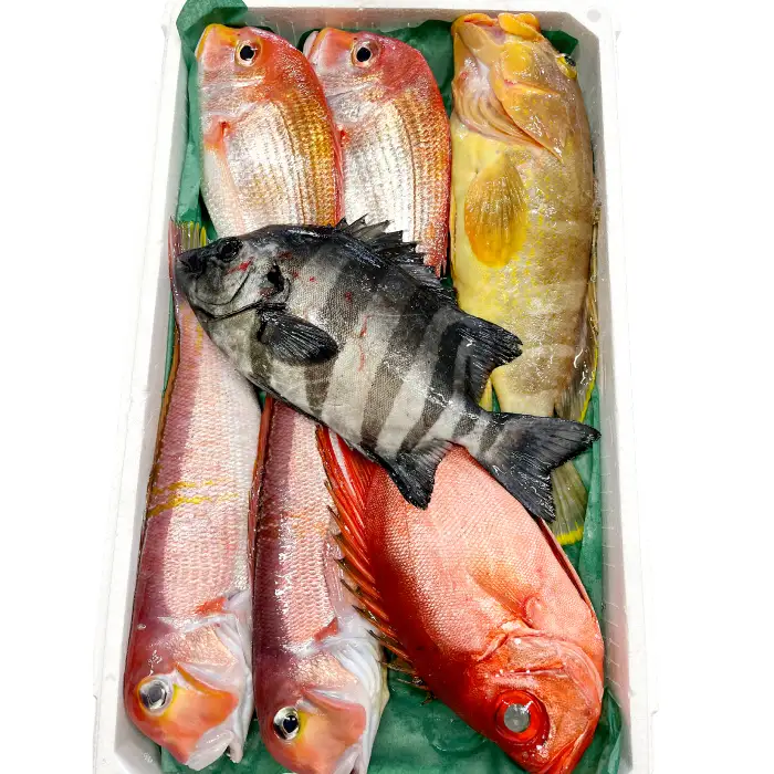 旬の鮮魚ＢＯＸお任せセット（松）【鮮魚 約5kg 冷蔵 旬 魚 さかな 天然 天然魚 新鮮 地魚 産地直送 水揚げ次第発送 おまかせ セット 詰め合わせ お取り寄せ 大田市 和江漁港】