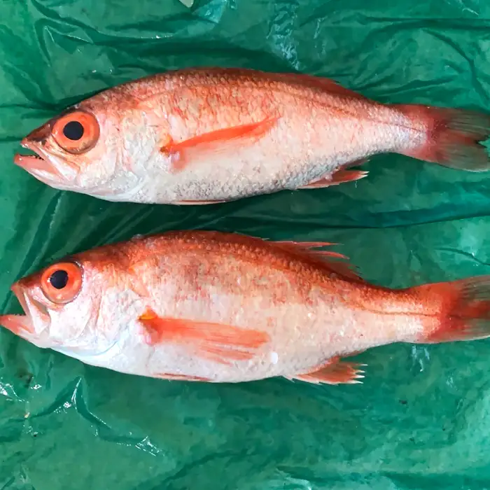 中サイズ！極上のどぐろ（水揚げ次第発送）【のどぐろ あかむつ ノドグロ 2尾 魚 さかな 旬 国産 高級魚 地魚 水揚げ直後 新鮮 冷蔵 ノンフローズン お取り寄せ 季節限定 大田市】