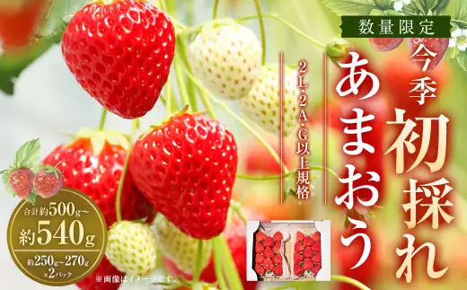 今季初採れあまおう 2パック【数量限定】【2026年12月上旬～2027年1月下旬発送予定】あまおう いちご イチゴ 苺 フルーツ 果物