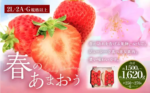 春のあまおう （2L・2A・G規格以上 6パック）【数量限定】【2027年3月上旬～4月下旬発送予定】あまおう いちご イチゴ 苺 フルーツ 果物
