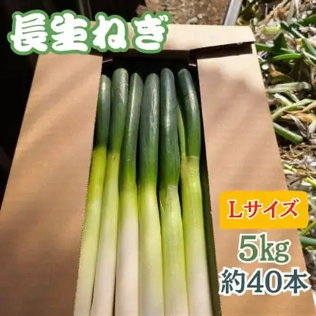 千葉県長柄町産】『長生ねぎ』Lサイズ 5kg(約40本)【1580616】 | 千葉