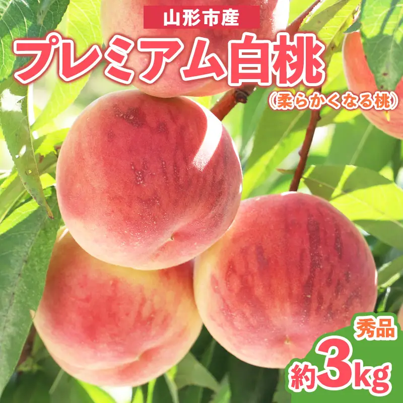 プレミアム白桃 秀品 約3kg (5～14玉) [柔らかくなる桃] 【令和8年産先行予約】 FS25-627 くだもの 果物 フルーツ 山形 山形県 山形市 2026年産