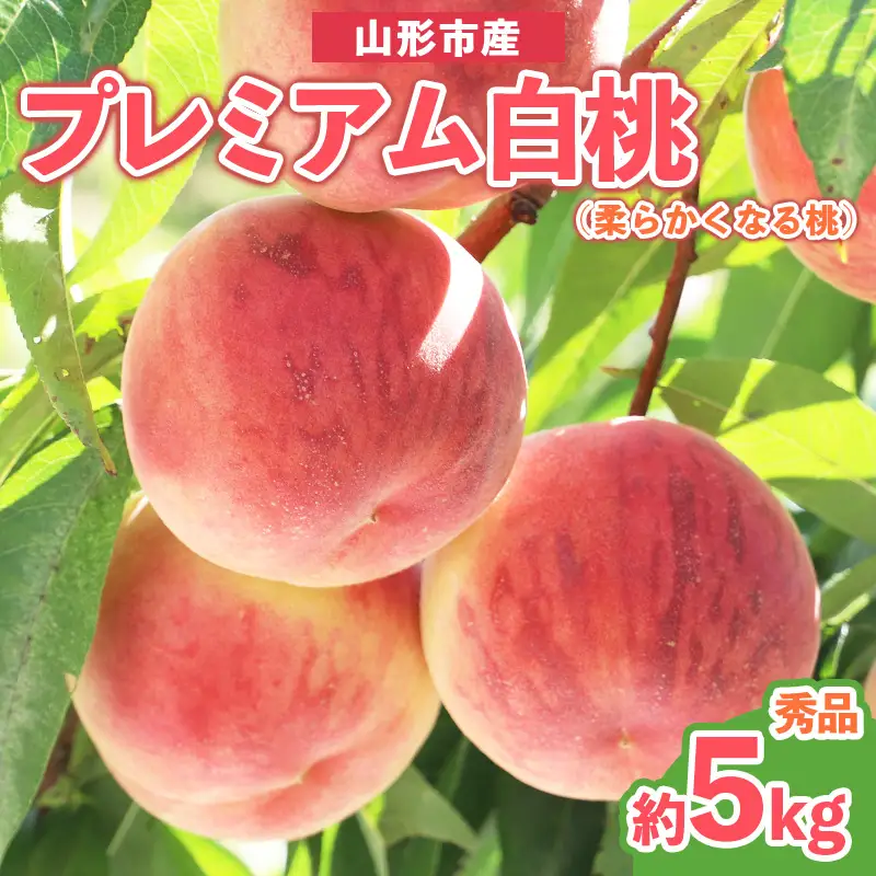 プレミアム白桃 秀品 約5kg (10～18玉) [柔らかくなる桃] 【令和8年産先行予約】 FS25-628 くだもの 果物 フルーツ 山形 山形県 山形市 2026年産