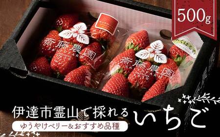 ＜2027年発送＞伊達市霊山で採れるいちご2種類詰め合わせ500g（ゆうやけベリー＆おすすめ品種） ゆうやけベリー とちおとめ ふくはる香 紅ほっぺ おいCベリー イチゴ 苺 いちご F21C-216