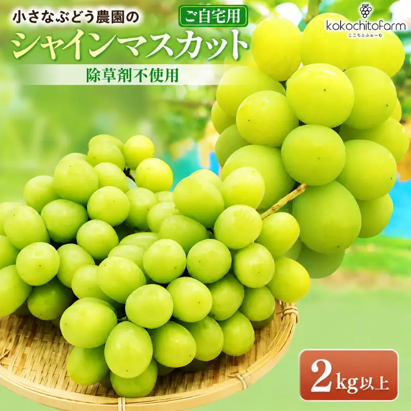 除草剤不使用の朝採れシャインマスカット 家庭用約2kg シャインマスカット フルーツ 【koko003-02】
