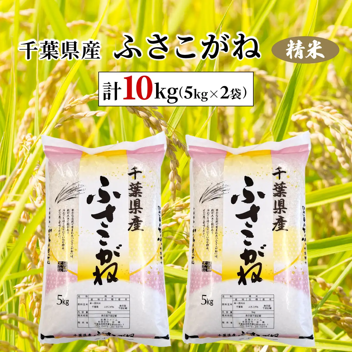 令和7年産　千葉県産ふさこがね 精米 10kg(5kg×2袋) MBAD004