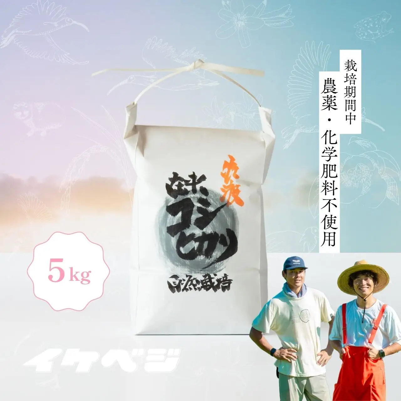 コシヒカリ 白米 5kg | 新潟県 佐渡市 コシヒカリ