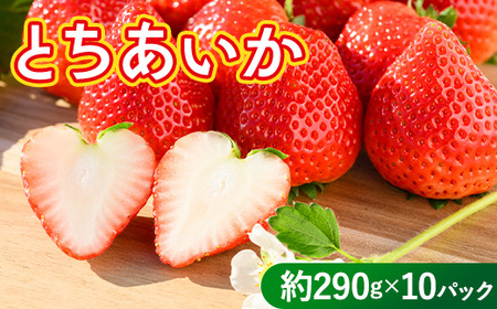 いちご（とちあいか） 290g×10パック 2.9kg以上 ｜  ※2026年11月～発送