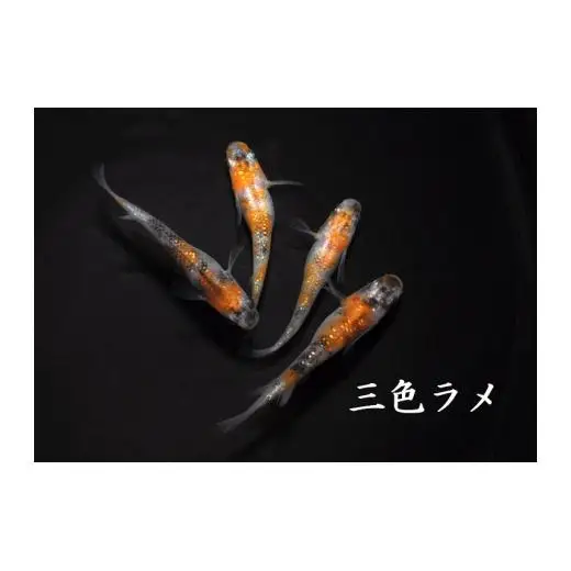 メダカ「三色ラメ」2ペア