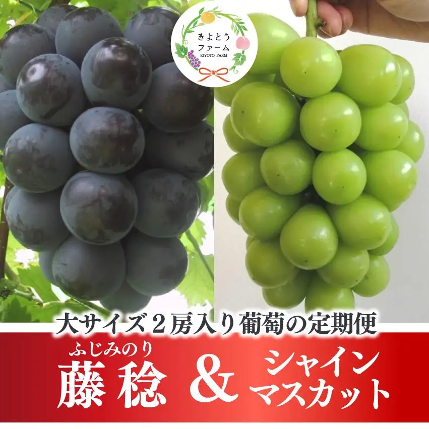 藤稔とシャインマスカットの人気セット! 各2.0kgの満足便!(定期便)(岡山県産) 【2026年先行予約】【KF-T052-04】