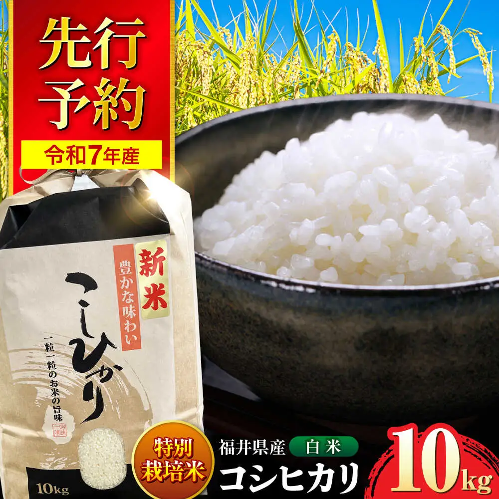 【新米】【令和7年産】 福井県産 特別栽培米4 コシヒカリ 白米 10kg / 米 お米 精米 国産米 / 小浜市 / 北川博司 [BFDG002]