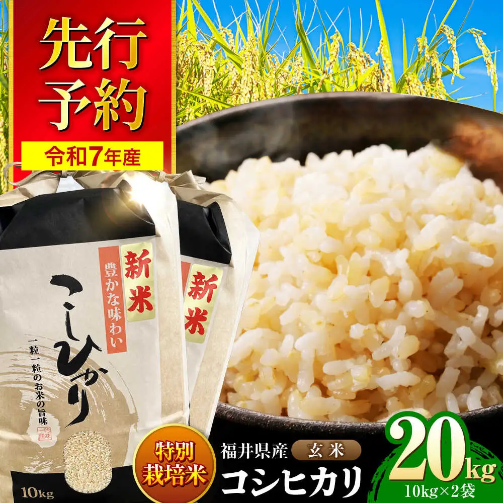 【 先行予約 /9月中旬以降発送】　【令和7年産】 福井県産 特別栽培米4 コシヒカリ 玄米 10kg×2 （20kg） / 米 お米 国産米 / 小浜市 / 北川博司[BFDG003]