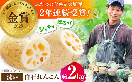 【2026年8月～発送】【野菜ソムリエサミット金賞】れんこん約2kg / れんこん [IDC002]