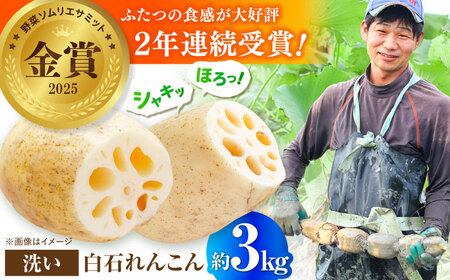【2026年8月～発送】【野菜ソムリエサミット金賞】れんこん約3kg / れんこん [IDC003]