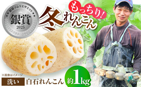 【先行予約 2026年11月～発送】洗いれんこん約1kg / れんこん [IDC004]