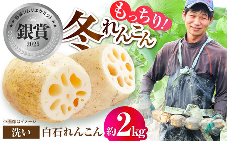【先行予約 2026年11月～発送】洗いれんこん約2kg / れんこん [IDC005]
