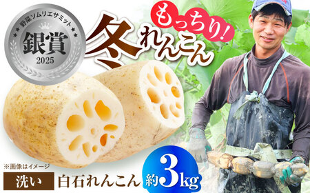 【先行予約 2026年11月～発送】洗いれんこん約3kg / れんこん [IDC006]