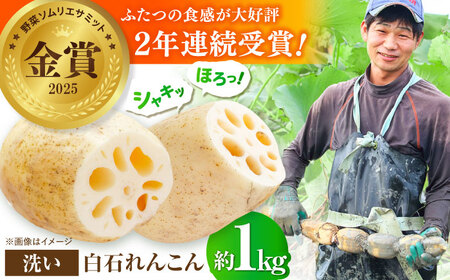 【2026年8月～発送】【野菜ソムリエサミット金賞】れんこん約1kg / れんこん [IDC001]