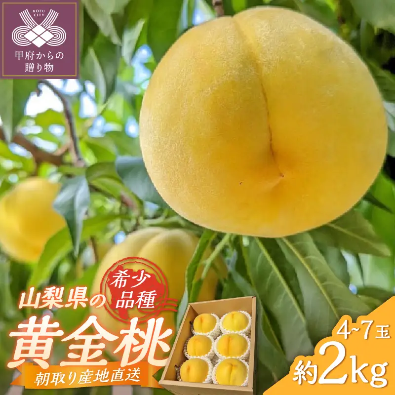 甲府市産　黄金桃　約2kg（4～7玉）