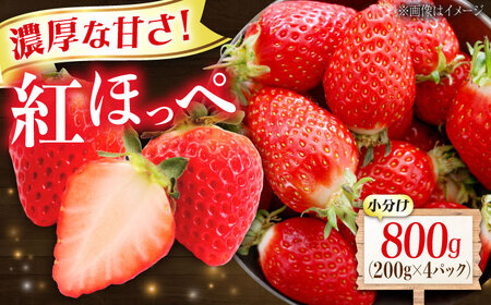 苺 紅ほっぺ 200g×4パック 国産 完熟 スムージー ジャム ヨーグルト 一口サイズ イチゴ 完熟 苺 果物 フルーツ 冷凍 広島県福山市/株式会社ベジータ[BABR002]