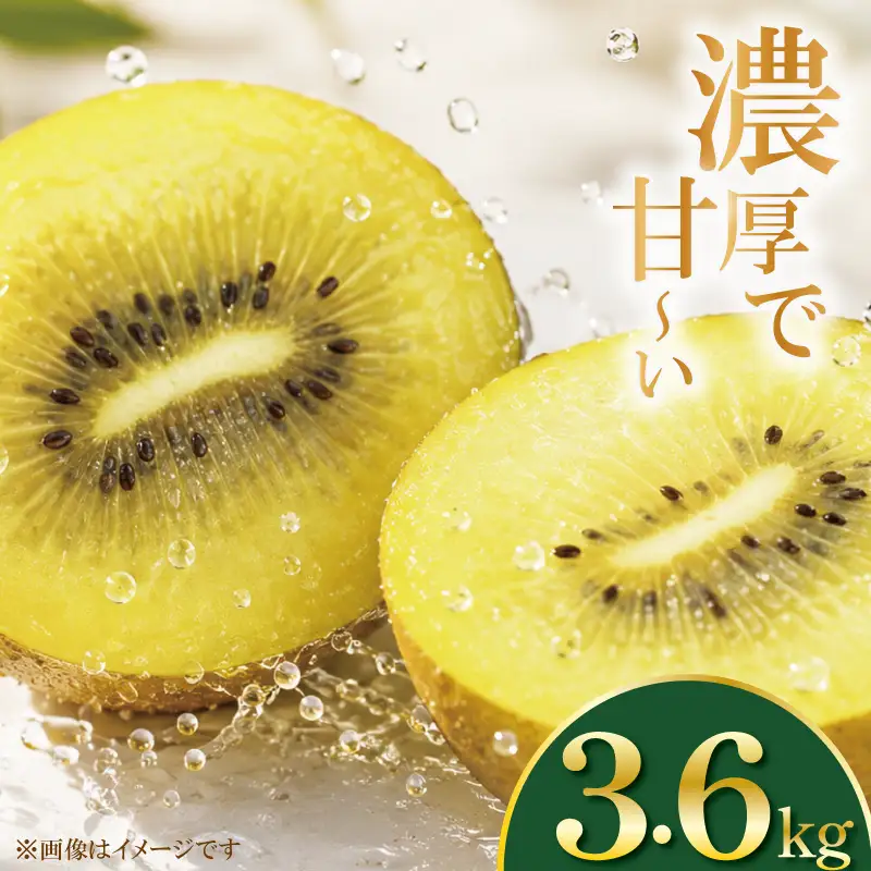 訳あり ゴールドキウイ 先行予約 約3.6kg 2026年11月上旬～発送 キウイ キウイ キウイ