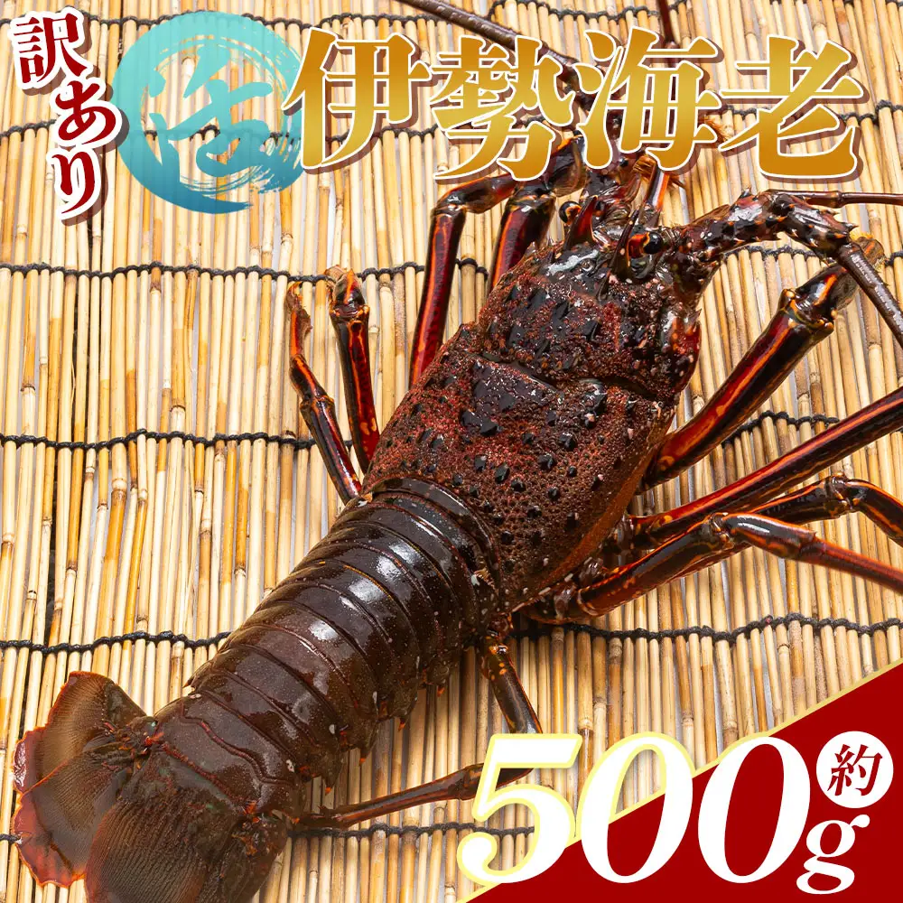 【 伊勢海老 】 活伊勢海老 計500g イセエビ eb-0054