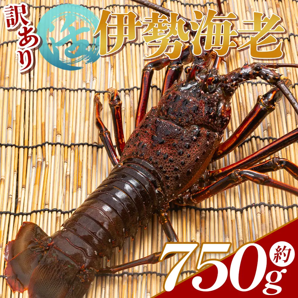 伊勢海老 活 計750g イセエビ【伊勢海老】 eb-0055